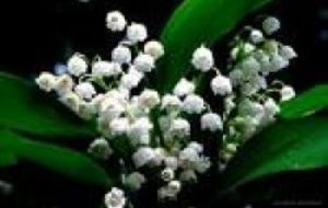 Le muguet des archers du soleil