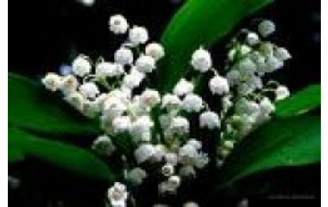 Le muguet des archers du soleil